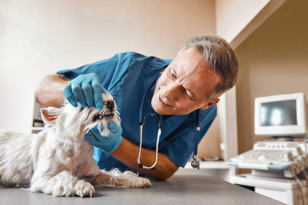 Best Urgent Tooth Repair  in Contoocook, NH